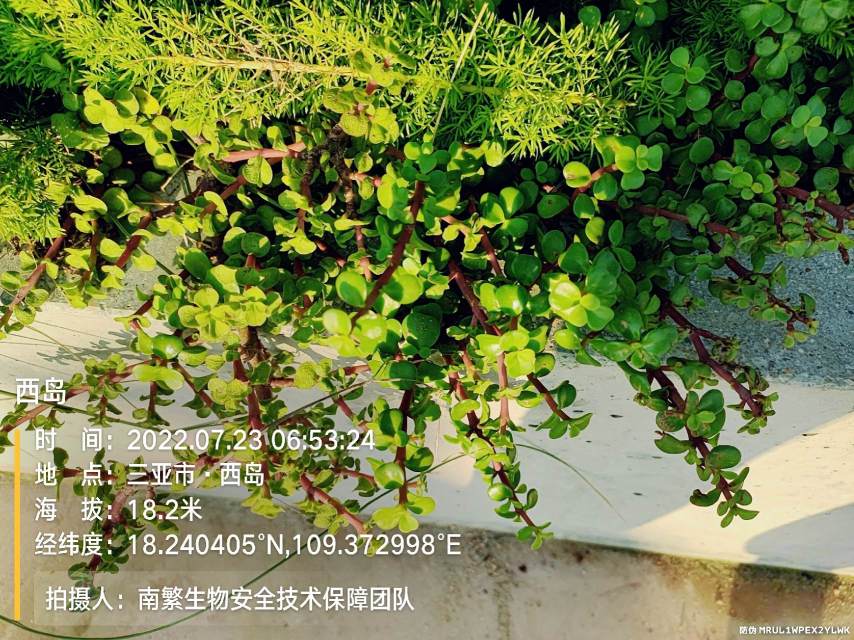 西岛