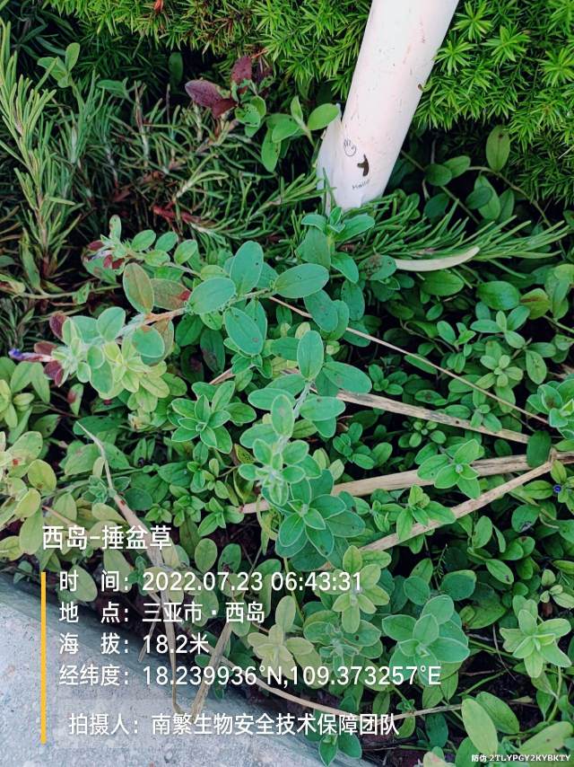西岛-捶盆草