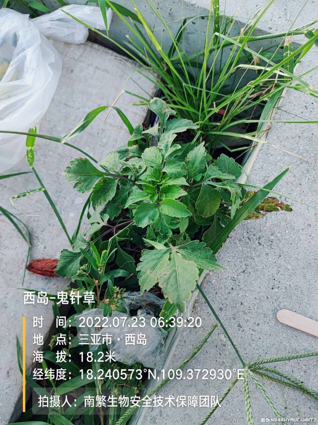 西岛-鬼针草
