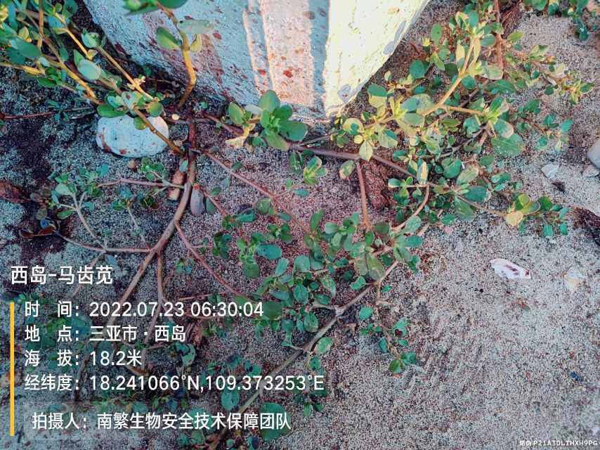 西岛-马齿苋