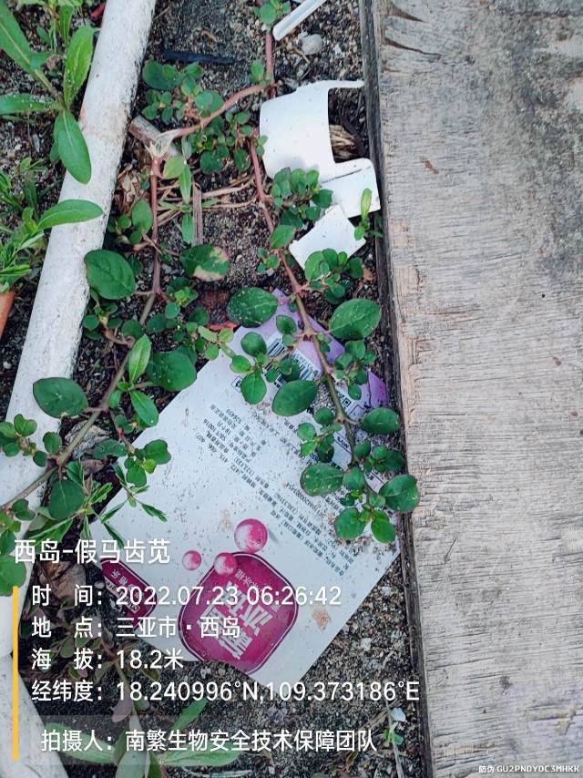 西岛-假马齿苋