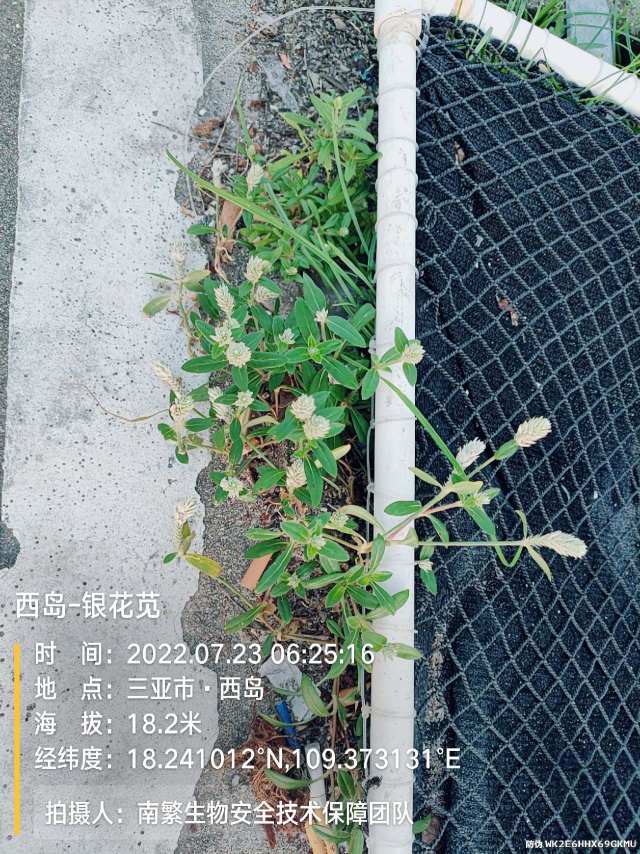 西岛-银花苋