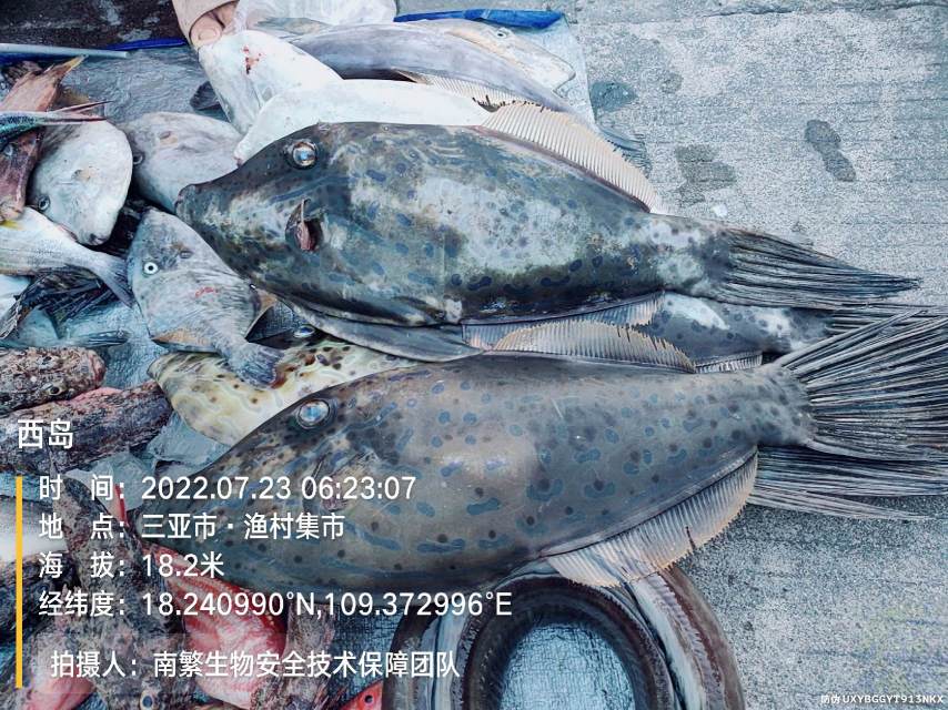 西岛