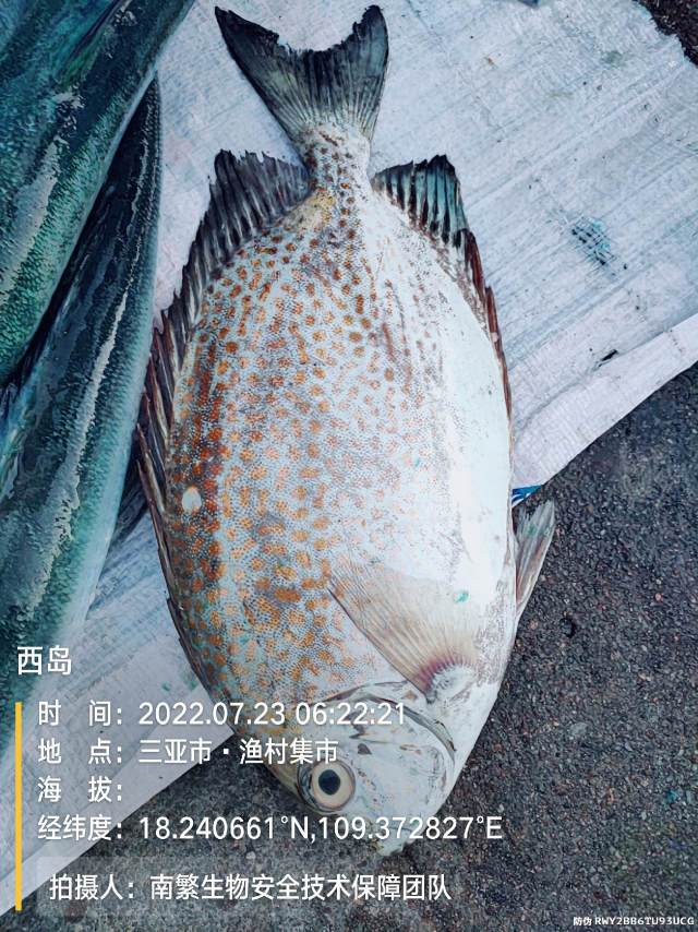 西岛