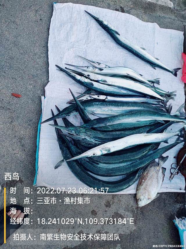 西岛