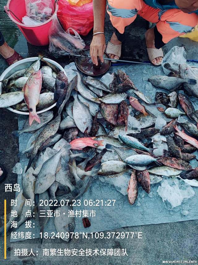 西岛