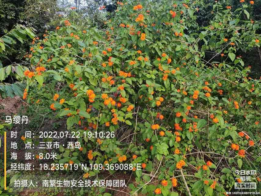 马缨丹