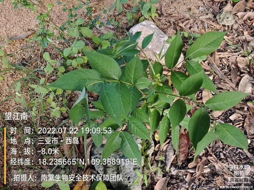 望江南