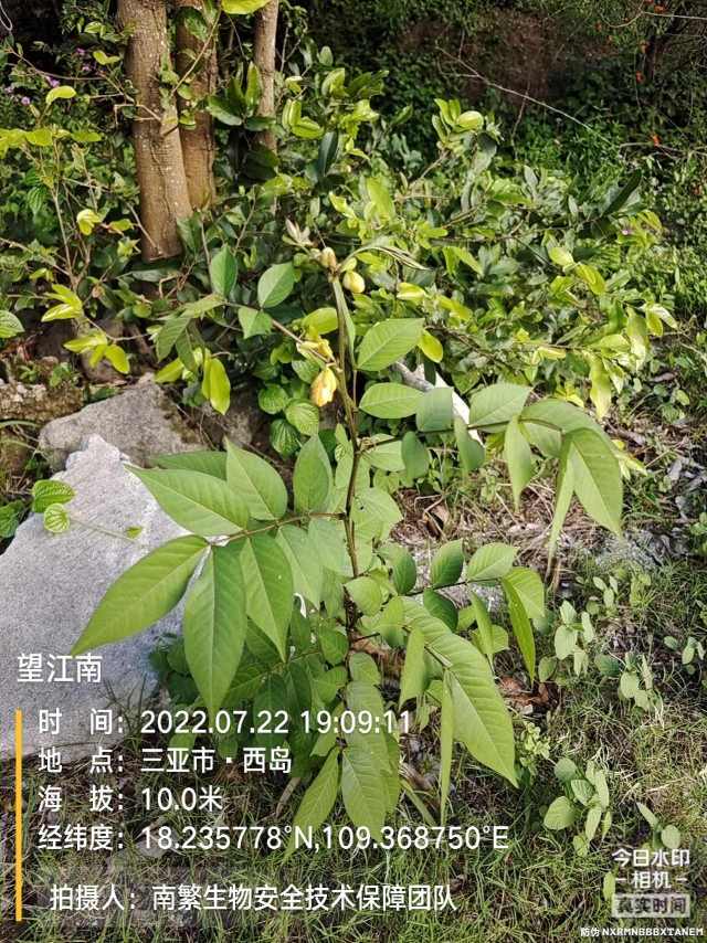 望江南