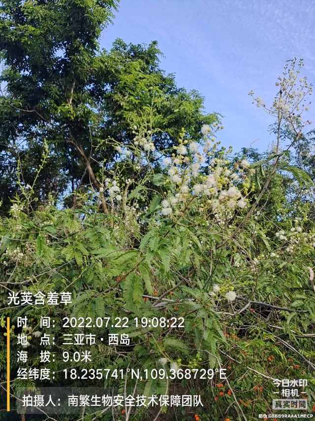 光荚含羞草