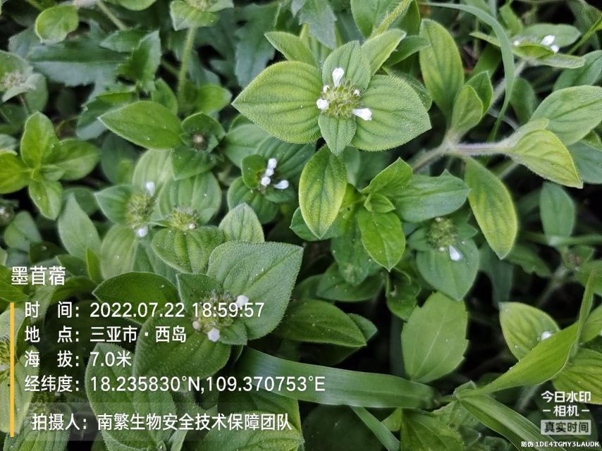 墨苜蓿