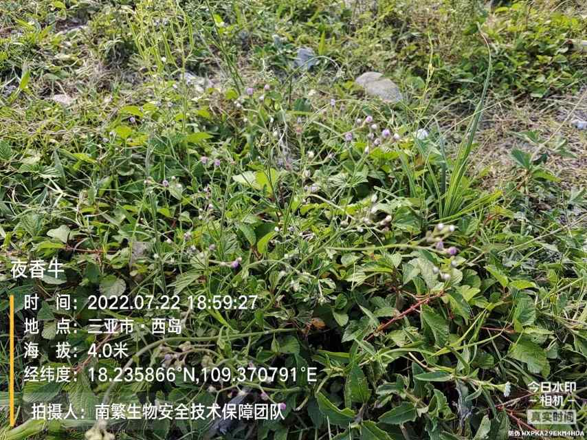 夜香牛