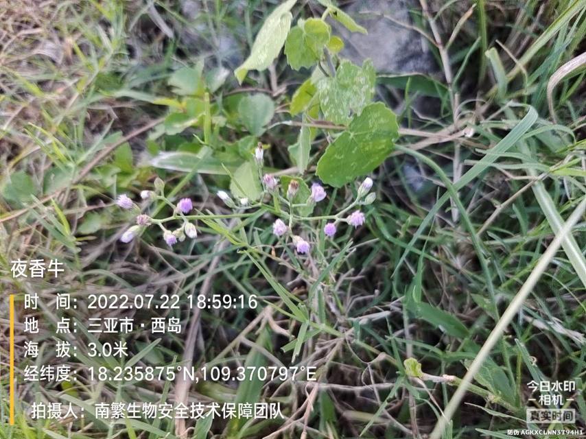 夜香牛