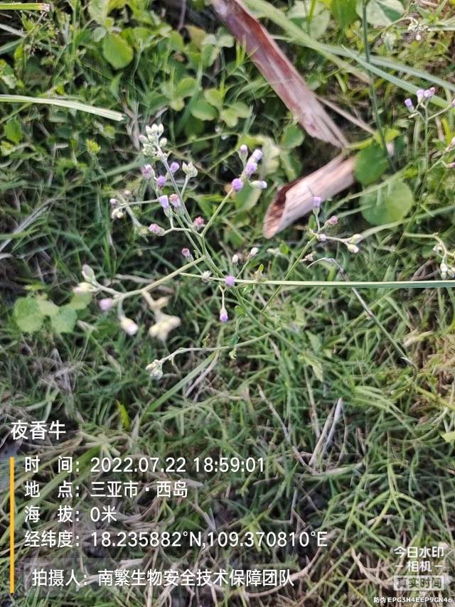 夜香牛