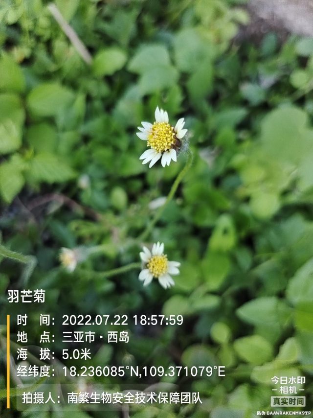 羽芒菊