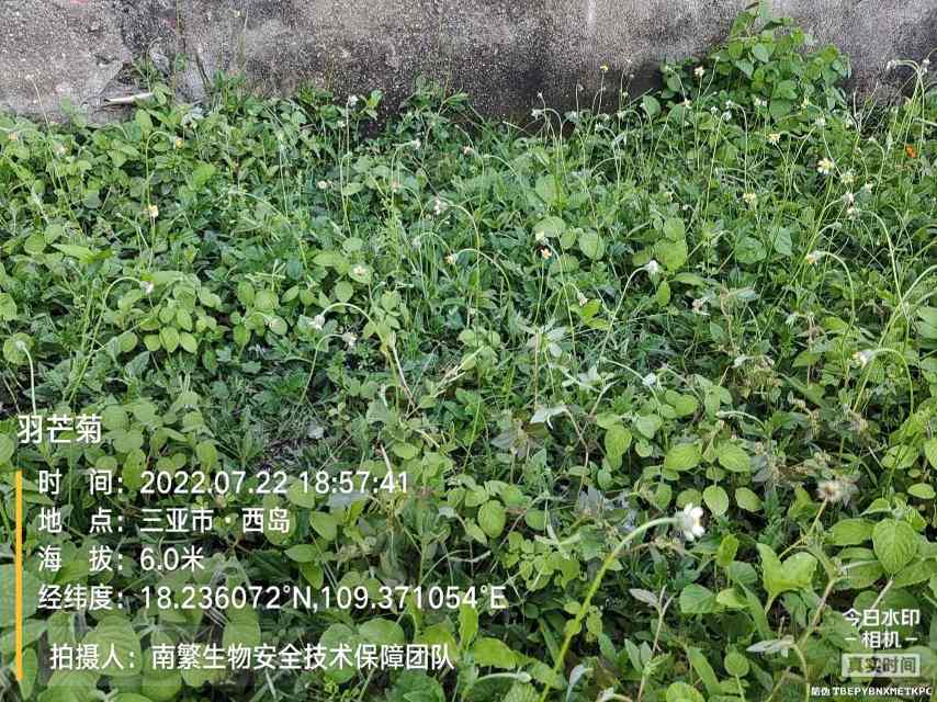 羽芒菊