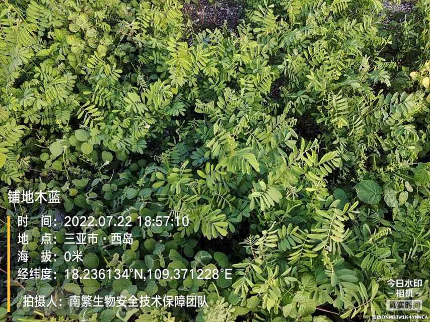 铺地木蓝