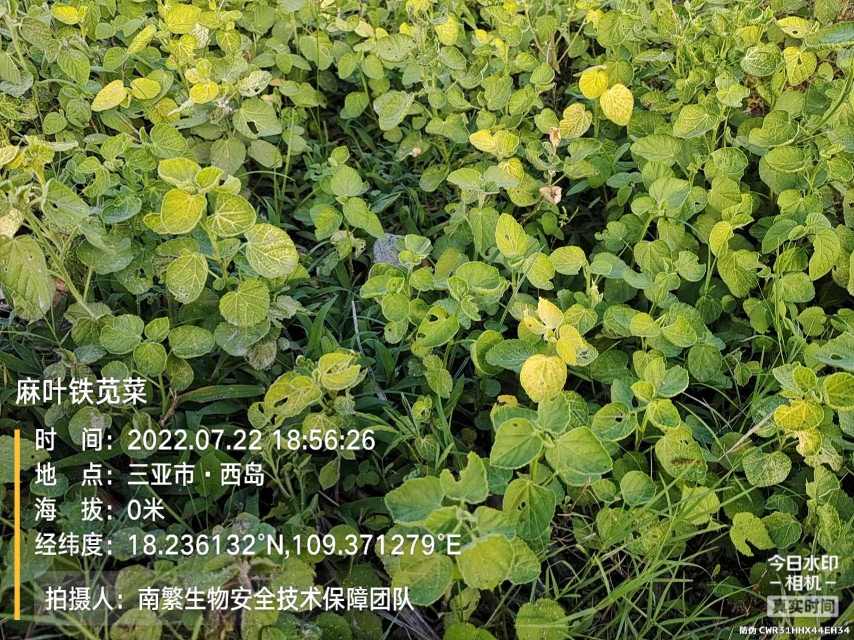 麻叶铁苋菜