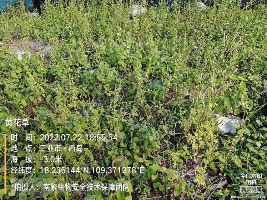 黄花草