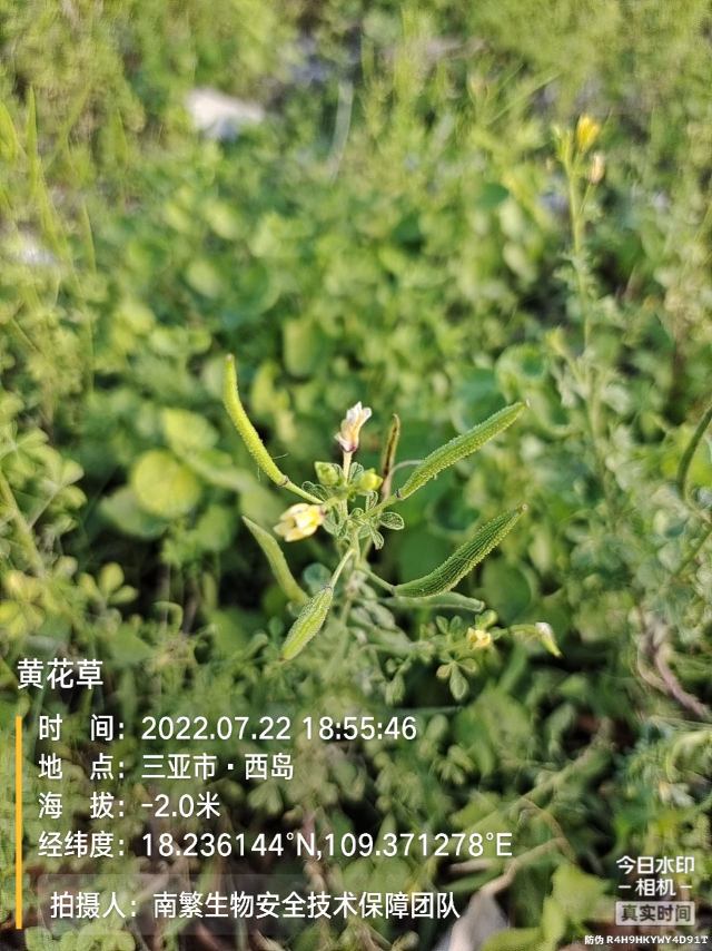 黄花草