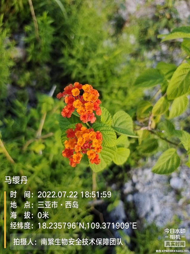 马缨丹