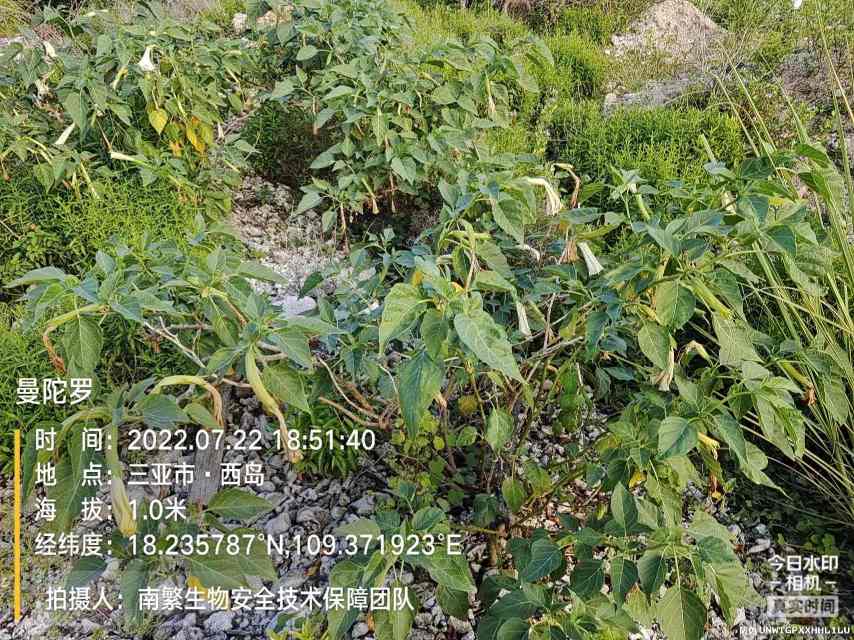 曼陀罗