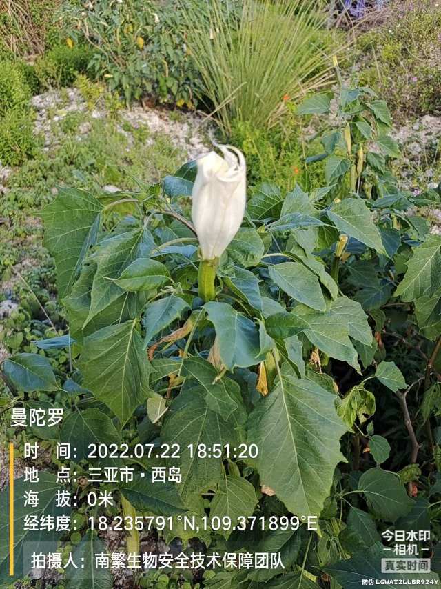 曼陀罗