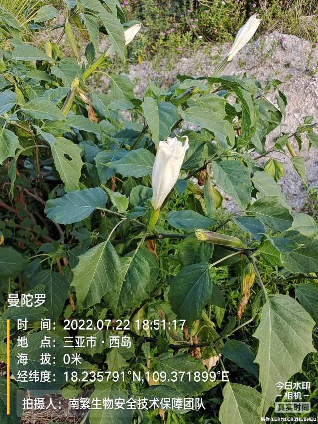 曼陀罗