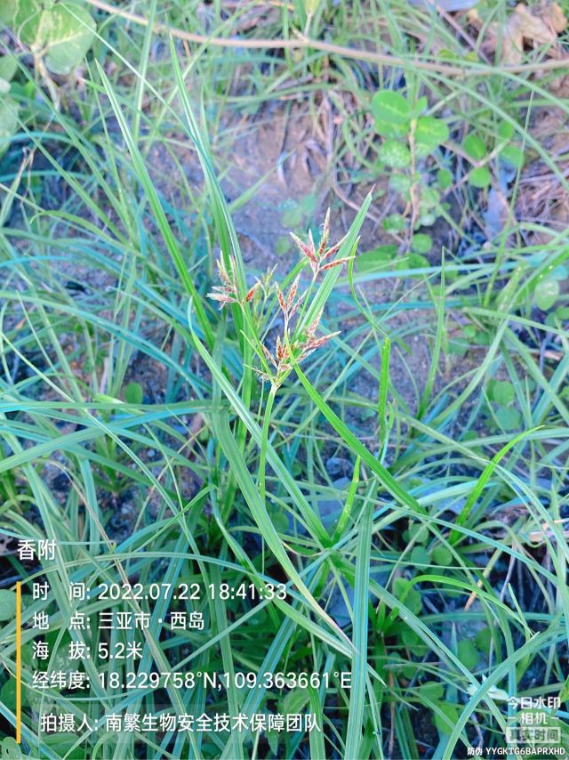 香附
