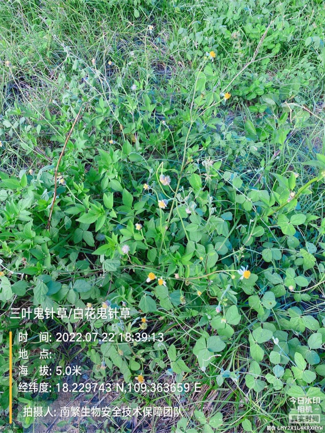 三叶鬼针草/白花鬼针草