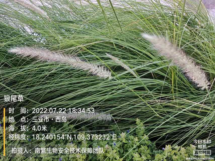 狼尾草