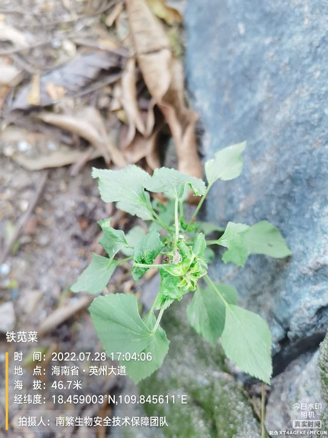 铁苋菜