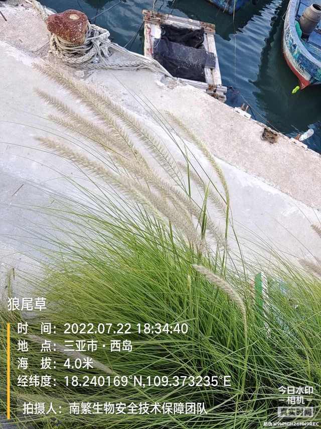 狼尾草