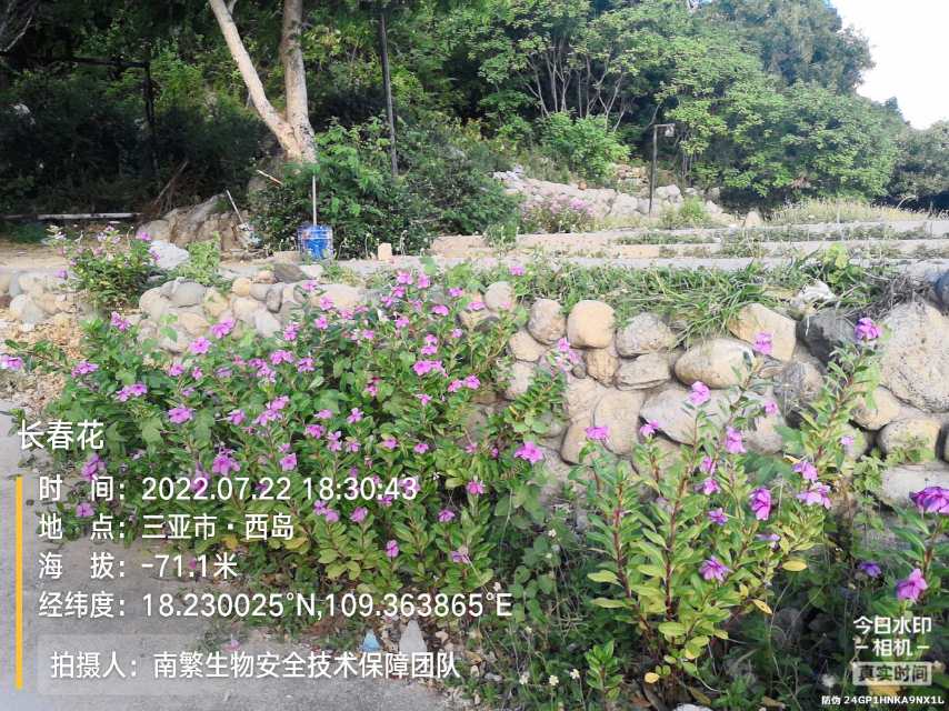 长春花