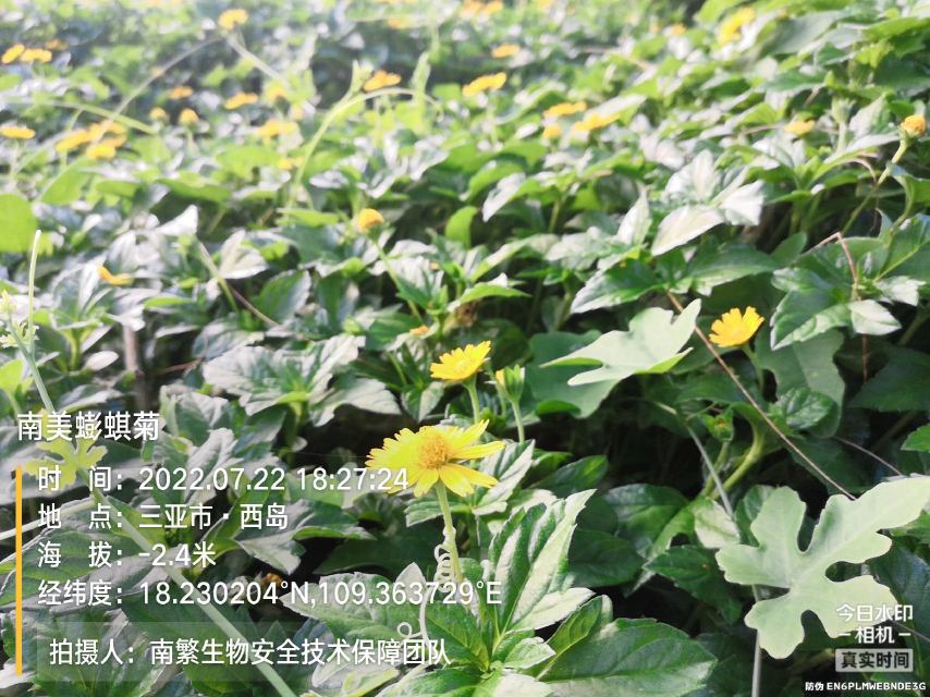 南美蟛蜞菊