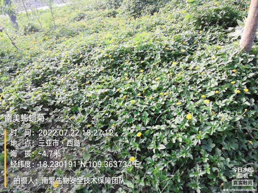 南美蟛蜞菊