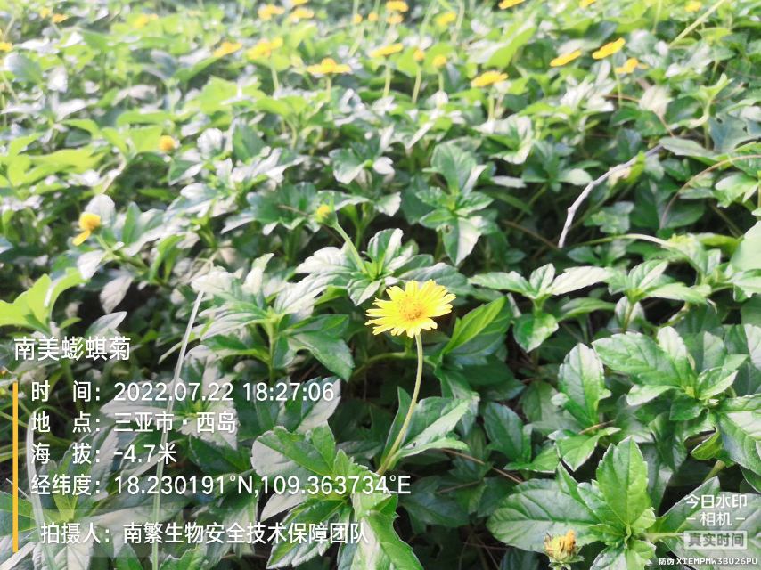 南美蟛蜞菊