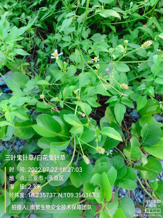 三叶鬼针草/白花鬼针草