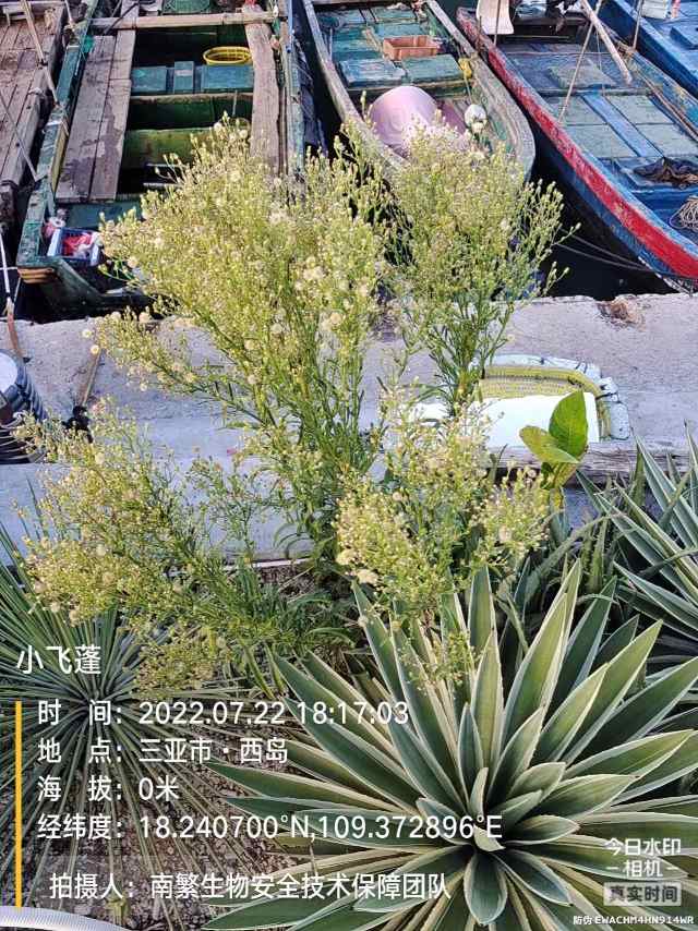 小飞蓬