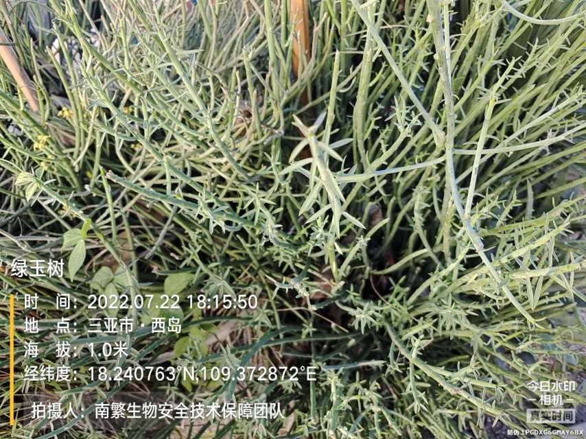 绿玉树