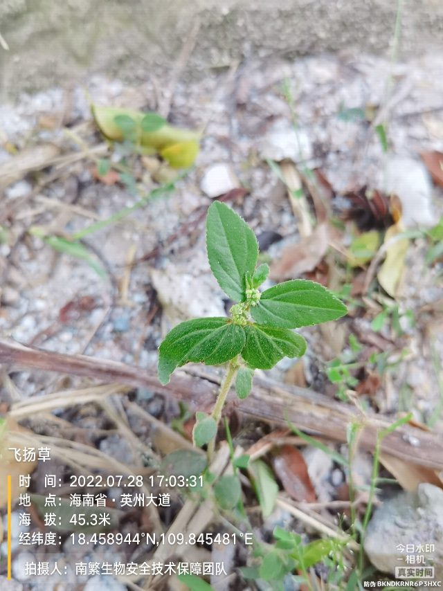 飞扬草