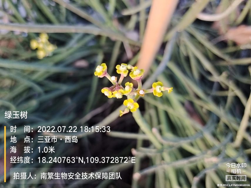 绿玉树