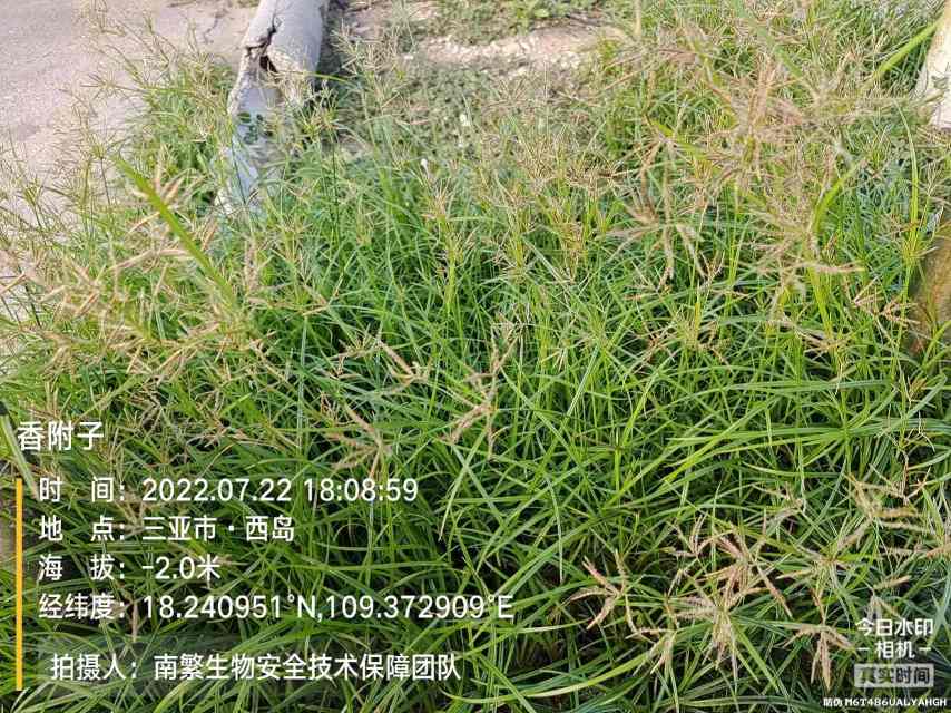 香附子