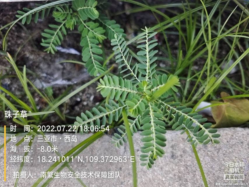 珠子草