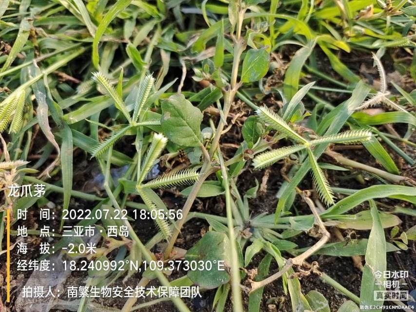 龙爪茅