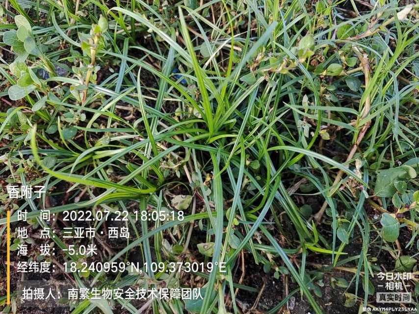 香附子