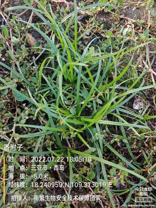 香附子