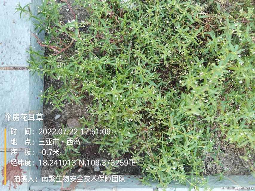 伞房花耳草
