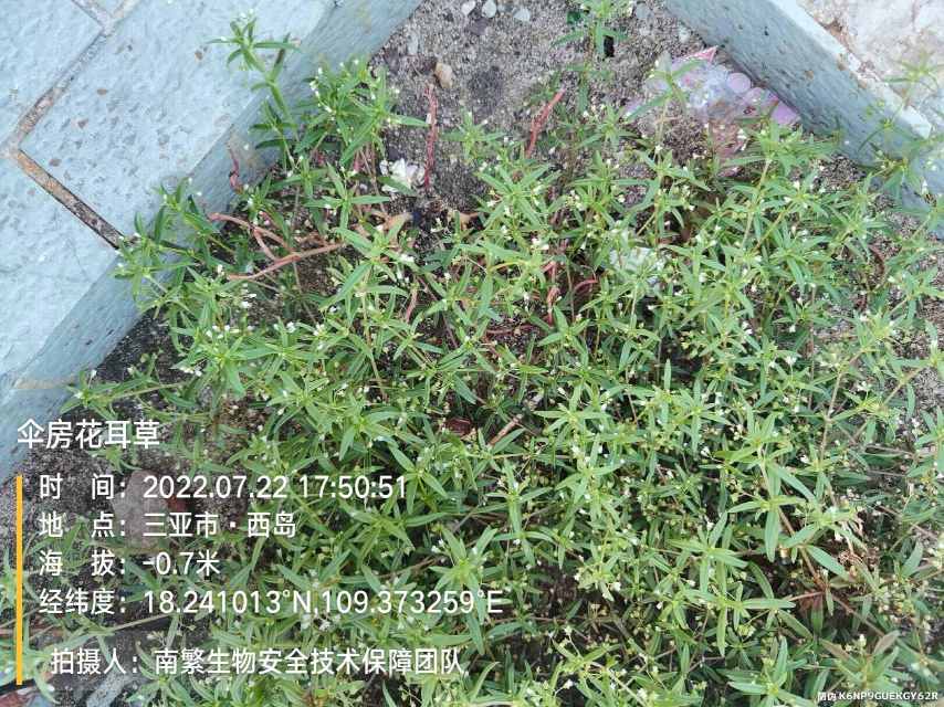 伞房花耳草