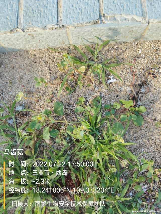 马齿苋
